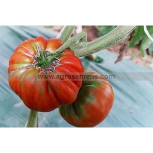 TOMATE Marmande