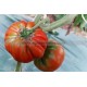 Graine bio TOMATE Marmande 