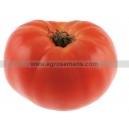 TOMATE Brandywine