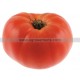 TOMATE Brandywine