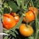 Graine bio TOMATE Brandywine 