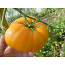 TOMATE Yellow Brandywine