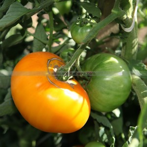 TOMATE Yellow Brandywine