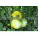 Graine bio TOMATE Yellow Perfection 