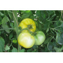 TOMATE Yellow Perfection