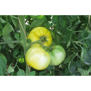 TOMATE Yellow Perfection