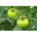 TOMATE Green Zebra