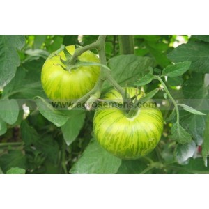 TOMATE Green Zebra