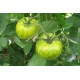 Graine bio TOMATE Green Zebra 