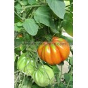 TOMATE Liguria (Albenga poire rouge)