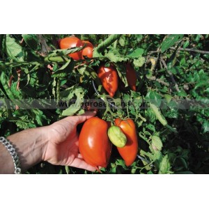 TOMATE Andine Cornue