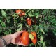 TOMATE Andine Cornue