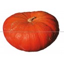 Graine bio COURGE Rouge Vif d'Etampes