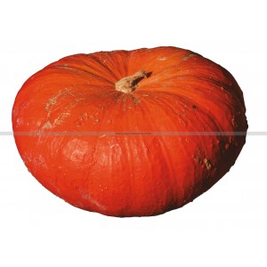 COURGE rouge Vif d'Etampes