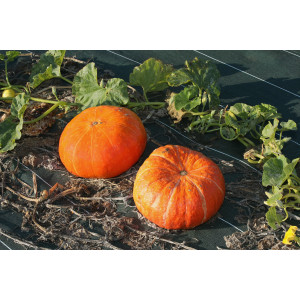 COURGE rouge Vif d'Etampes