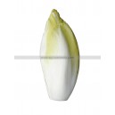 CHICOREE Endive Witloof Totem F1