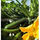 COURGETTE Cassiopée HF1