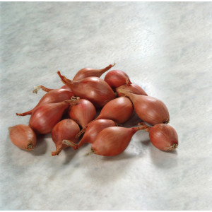 ECHALOTE Conservor F1