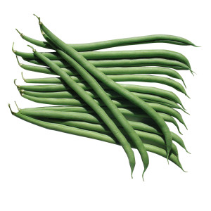 HARICOT à Rames Vesperal