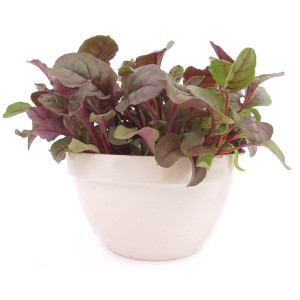 JEUNE POUSSE Red Ruby Chard
