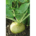 RUTABAGA jaune Wilhelmsbueger