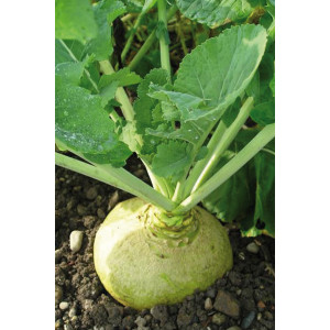 RUTABAGA jaune Wilhelmsbueger