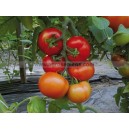 TOMATE Fiorentino F1