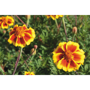TAGETE Œillet d’Inde Légion d'Honneur