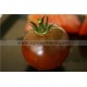 Tomate Noire Russe
