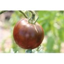 TOMATE Noire Russe charbonneuse