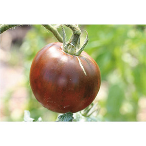 TOMATE Noire Russe charbonneuse
