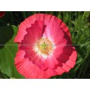 COQUELICOT Papaver somniferum rose 