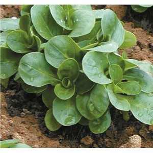 MÂCHE verte de Cambrai