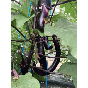 AUBERGINE Japanese pickling  