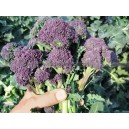 BROCOLI Santee F1 