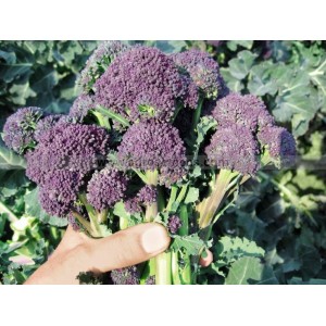 BROCOLI Santee F1 