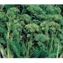 BROCOLI Cima di rapa sessantina