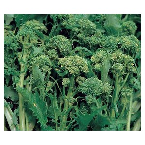 BROCOLI Cima di rapa sessantina