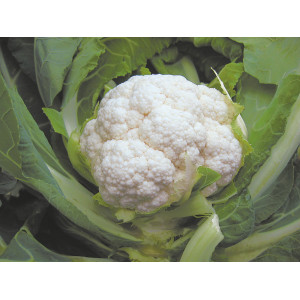 CHOU FLEUR Balboa F1 