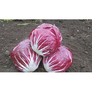 CHICORÉE rouge Rubro 