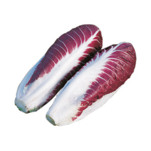 CHICORÉE rouge Fiero 