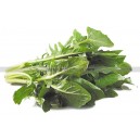 CHICOREE Sauvage Catalogna  