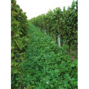 MELANGE Special Viticulture Vitivert 2 (sols normaux )