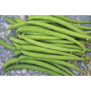 HARICOT Nain mécanique Domino