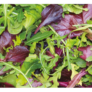 MESCLUN Crètois 