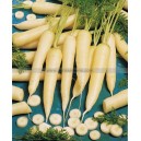 CAROTTE White Satin F1
