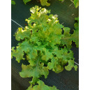 LAITUE Feuille de chêne Lattughino Verde 