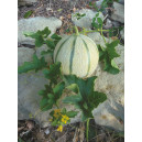 MELON Artemis F1 