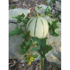 MELON Artemis F1 