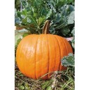 COURGE Jack O’Lantern 